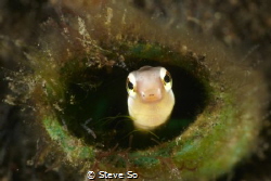 I found this blenny on  a shallow water, i was attracked ... by Steve So 